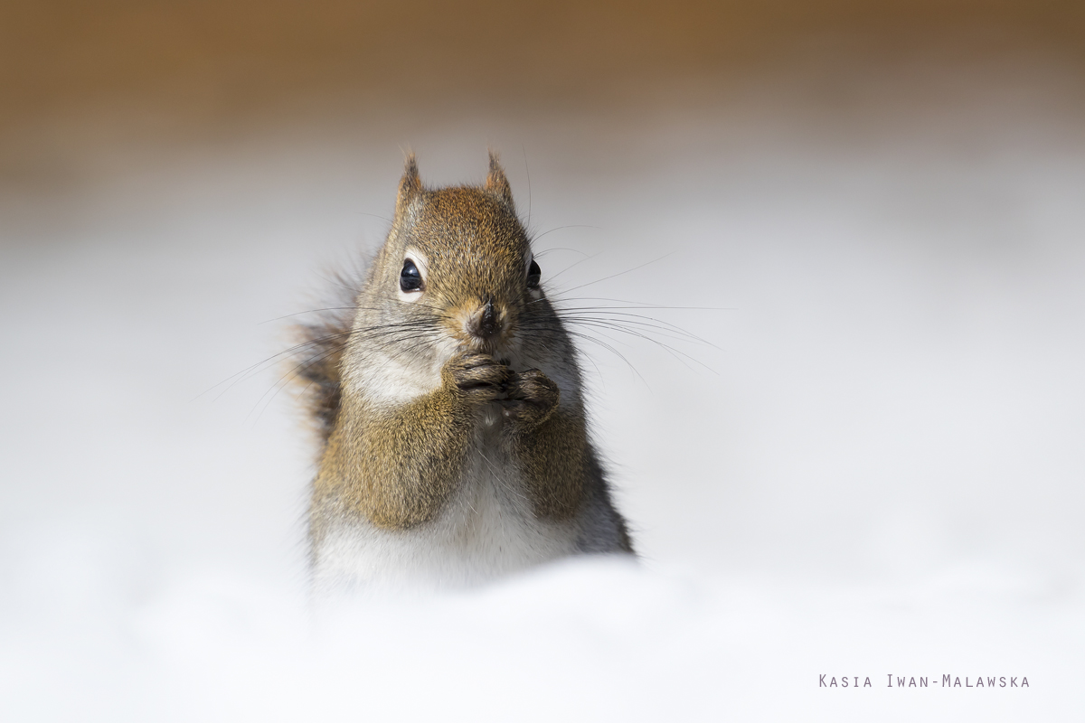 Wiewirka, Tamiasciurus, hudsonicus, sosnowirka, czerwona, Kanada, ssaki