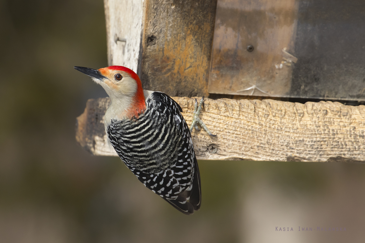 Dziciur, czerwonobrzuchy, Melanerpes, carolinus, Kanada, ptaki