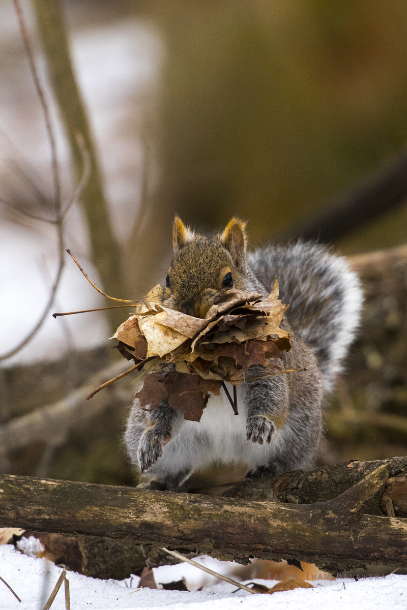 Wiewirka, szara, Sciurus, carolinensis, Kanada, ssaki