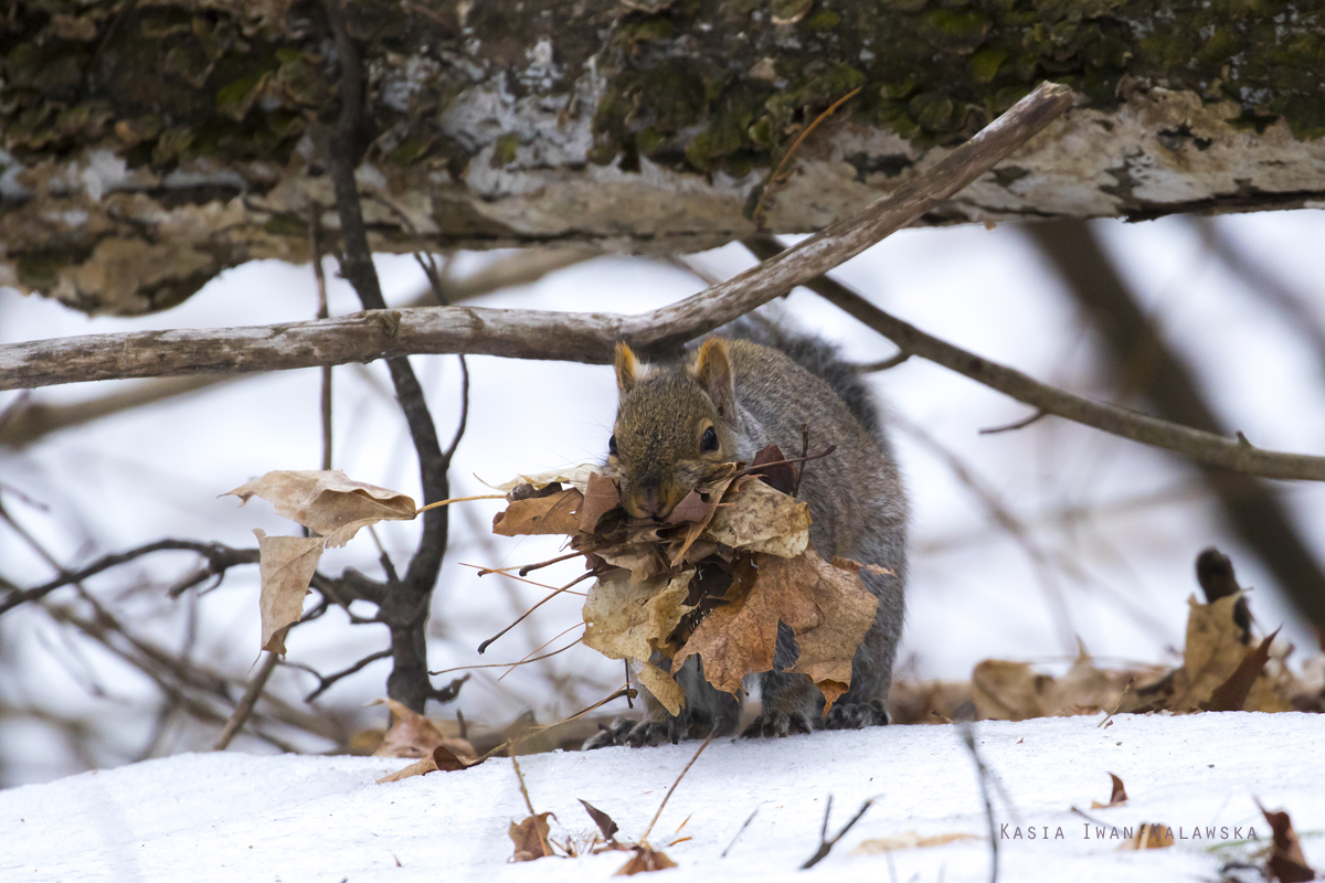 Wiewirka, szara, Sciurus, carolinensis, Kanada, ssaki