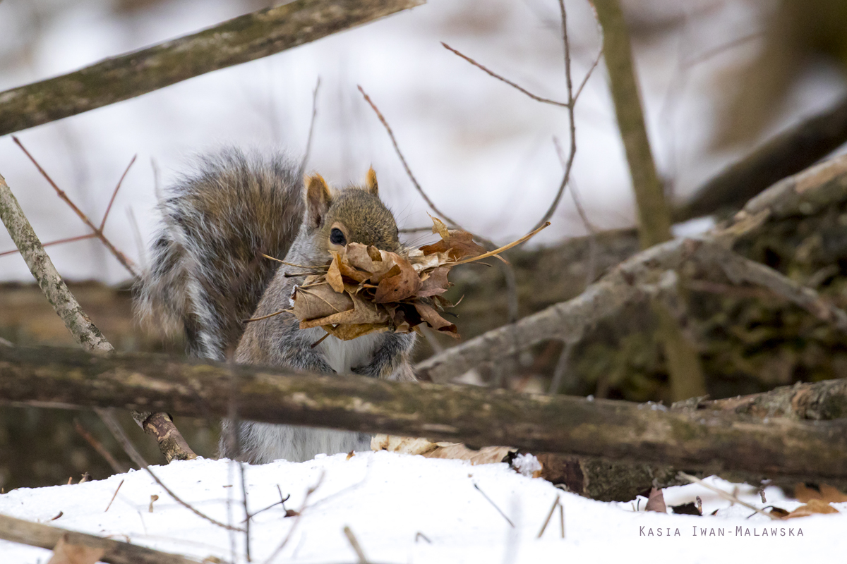 Wiewirka, szara, Sciurus, carolinensis, Kanada, ssaki