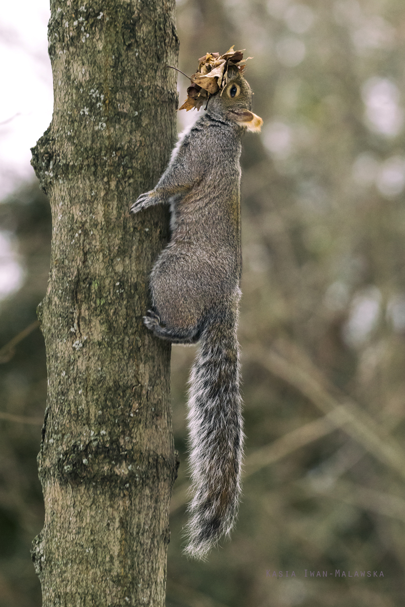 Wiewirka, szara, Sciurus, carolinensis, Kanada, ssaki