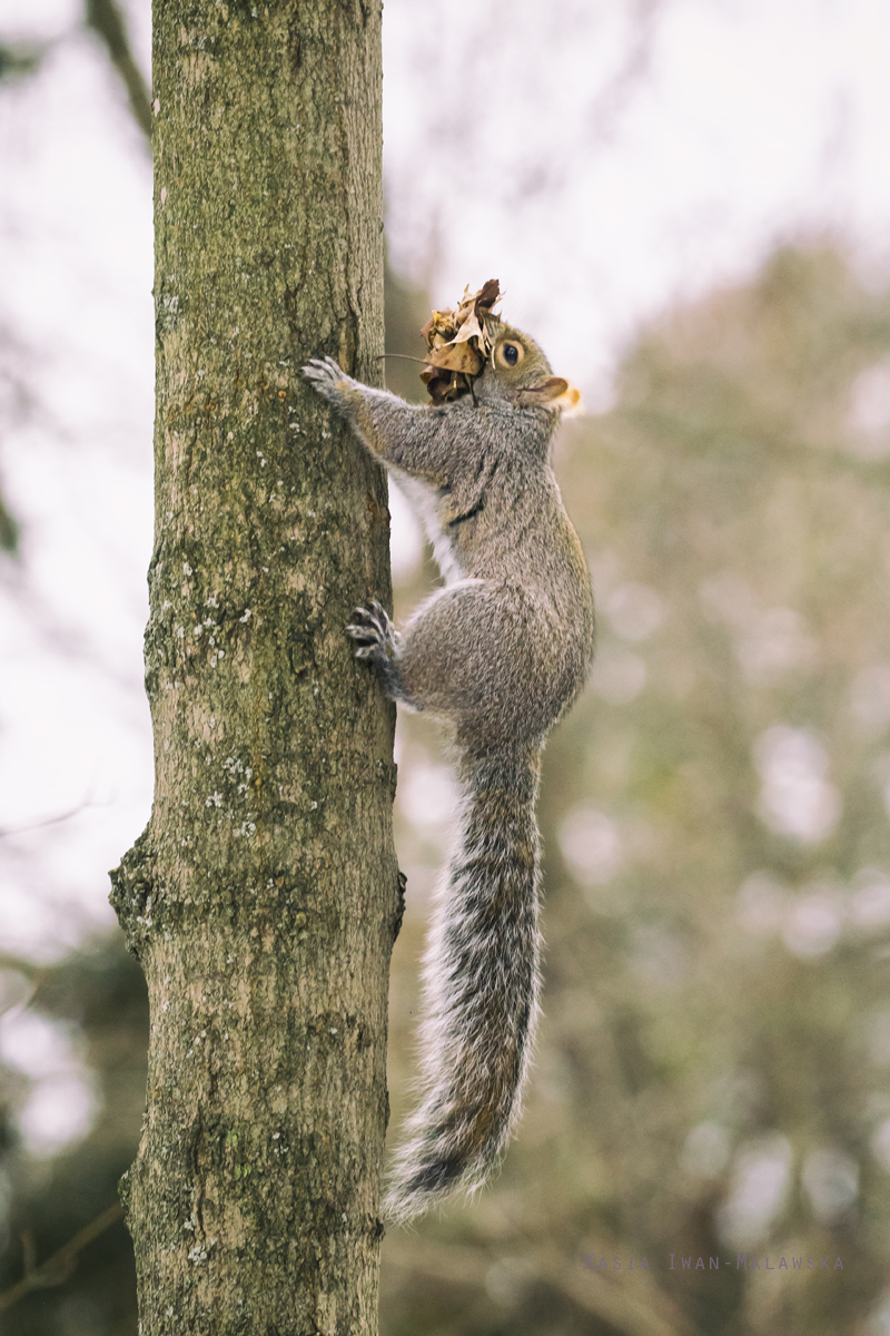 Wiewirka, szara, Sciurus, carolinensis, Kanada, ssaki