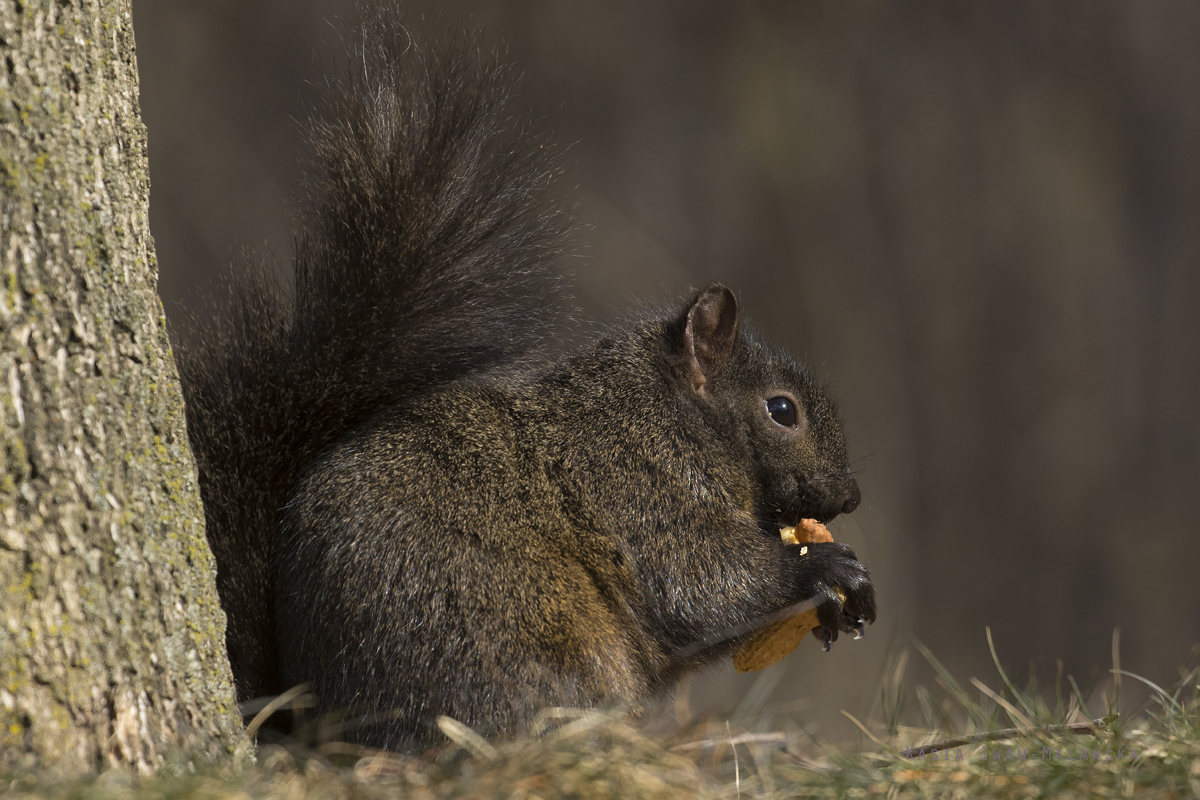 Wiewirka, szara, Sciurus, carolinensis, Kanada, ssaki