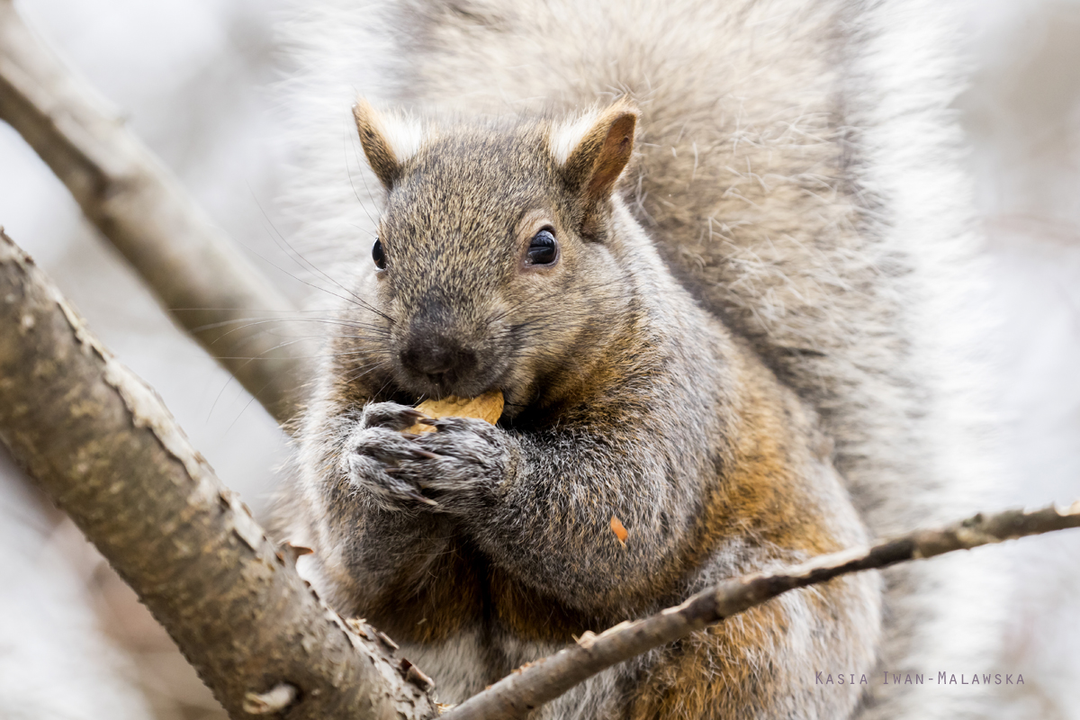 Wiewirka, szara, Sciurus, carolinensis, Kanada, ssaki