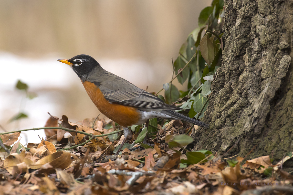 Drozd, wdrowny, Turdus, migratorius, Kanada, ptaki