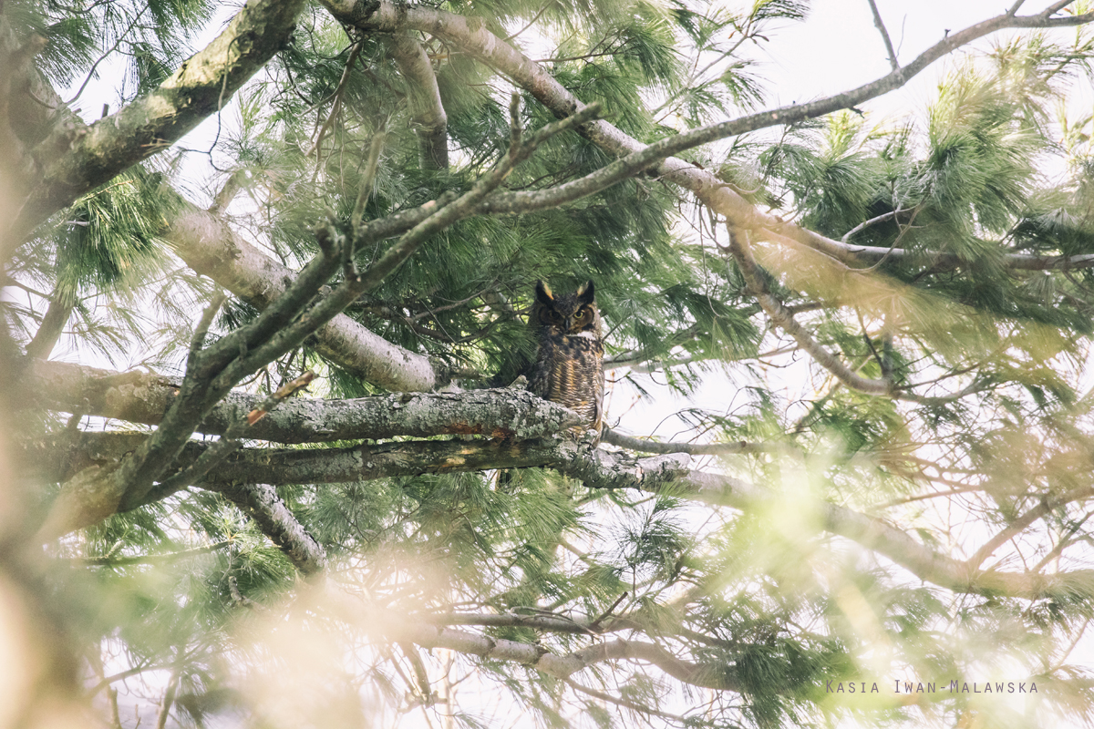 Bubo, virginianus, Great, Horned, Tiger, Owl, Canada