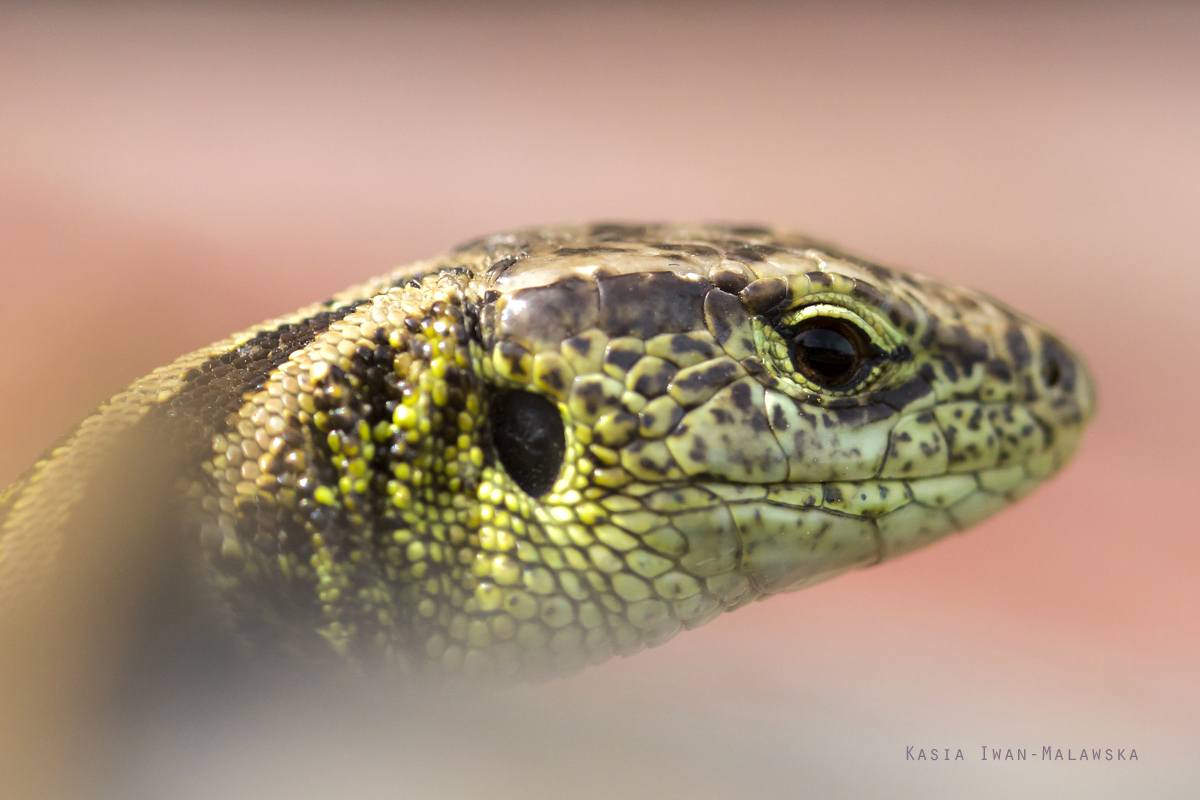 Lacerta, agilis, Sand, Lizard