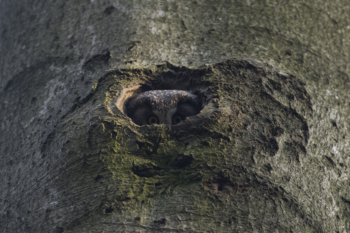 Aegolius, funereus, Boreal, Owl