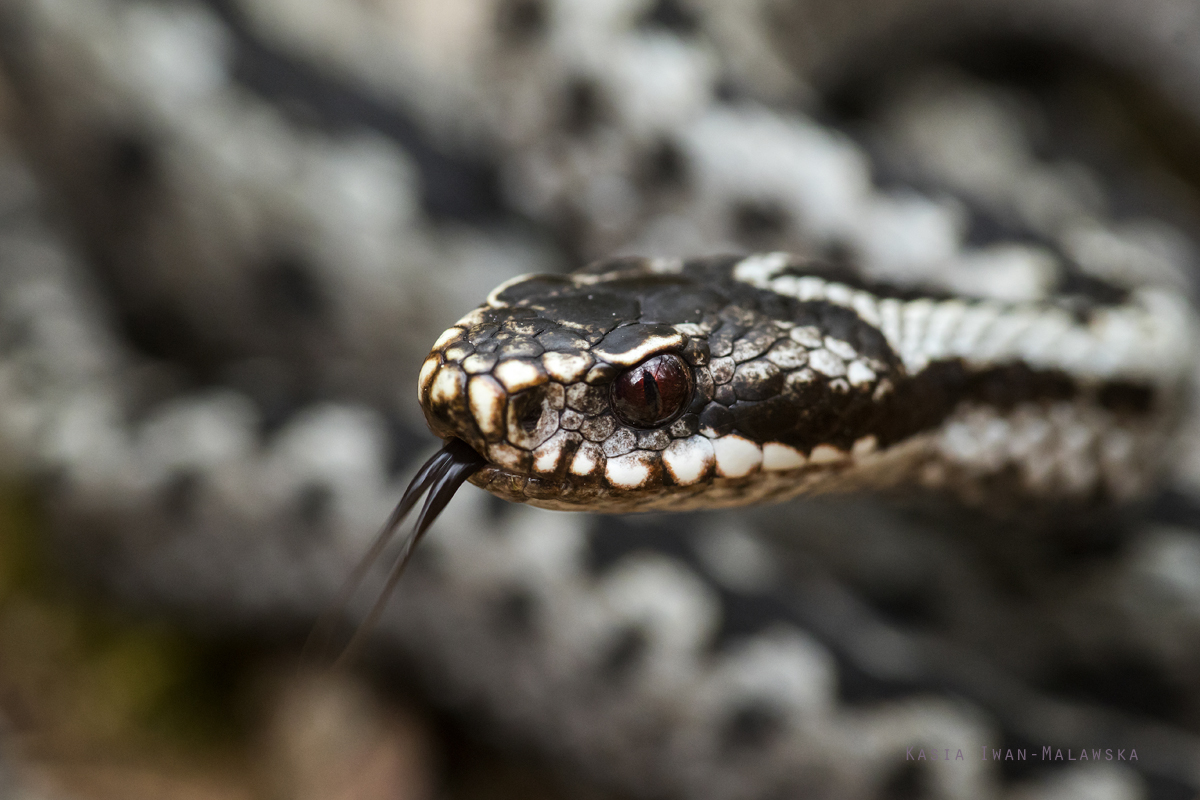 Vipera, berus, Adder, Common, European, Viper