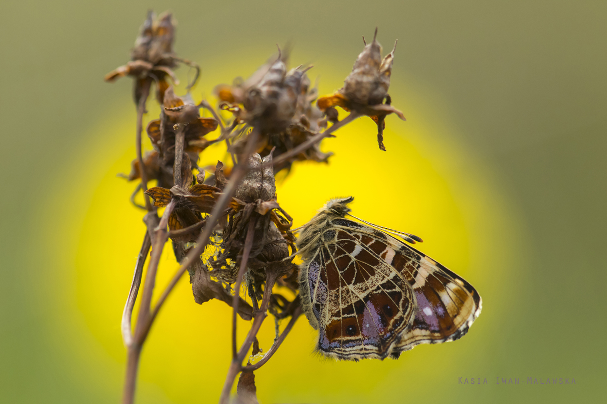 Araschnia, levana, Map, butterfly, lepidoptera