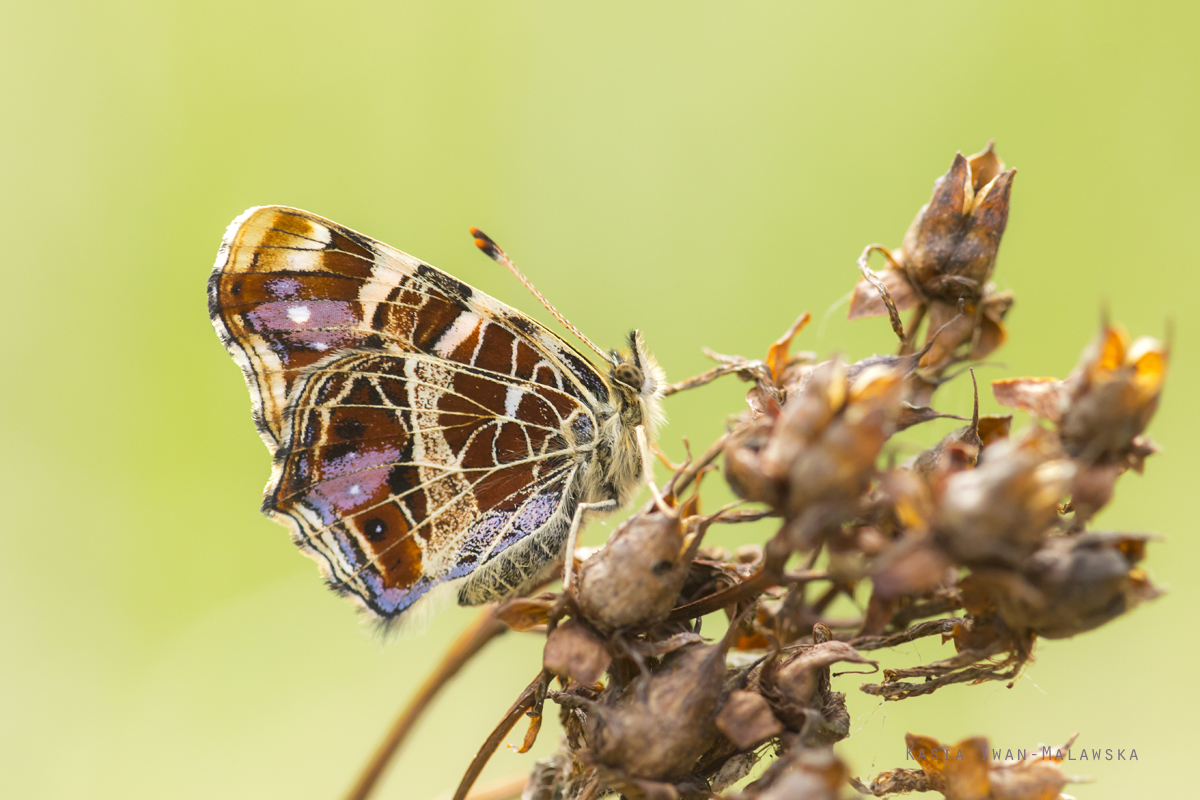 Araschnia, levana, Map, butterfly, lepidoptera