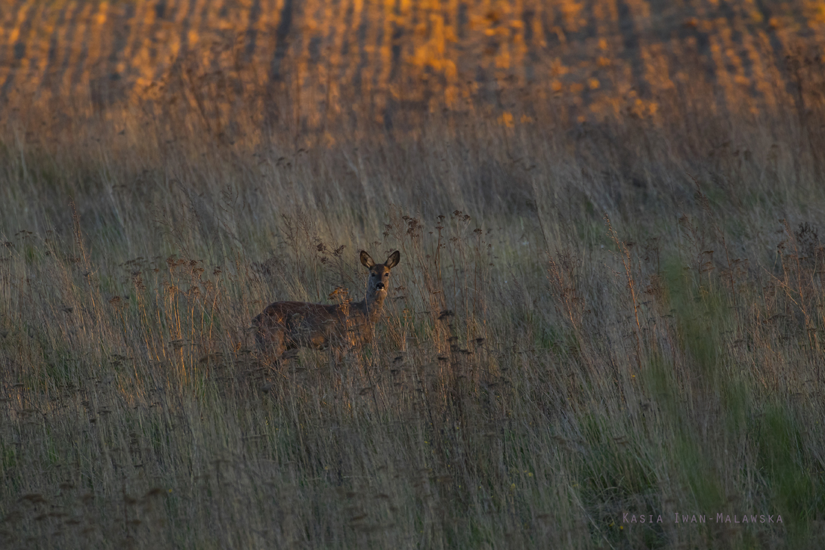 Capreolus, capreolus, Roe, Deer