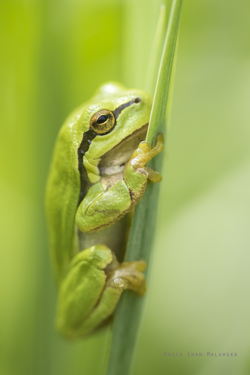 Hyla, arborea, European, Tree, Frog