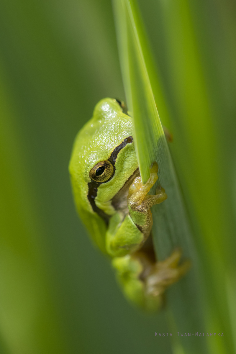 Hyla, arborea, European, Tree, Frog