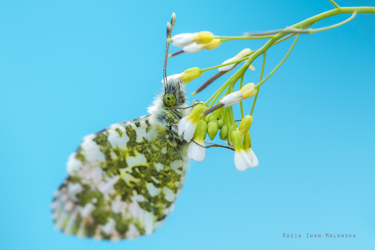 Zorzynek, rzeuchowiec, Anthocharis, cardamines, motyl, motyle, owady