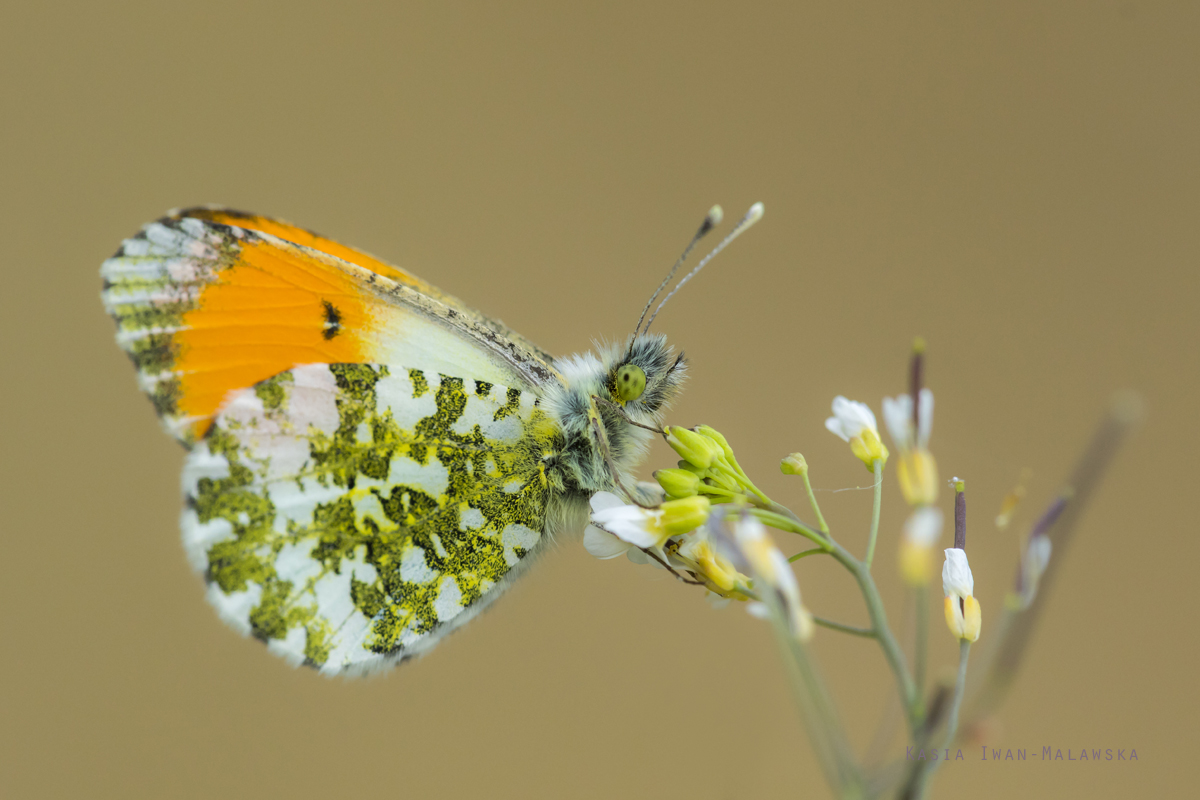 Zorzynek, rzeuchowiec, Anthocharis, cardamines, motyl, motyle, owady