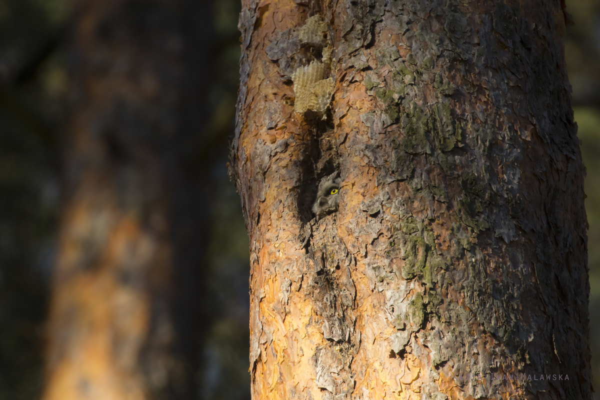 Aegolius, funereus, Boreal, Owl