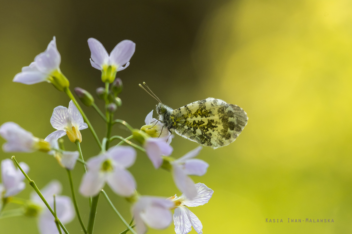 Zorzynek, rzeuchowiec, Anthocharis, cardamines, motyl, motyle, owady