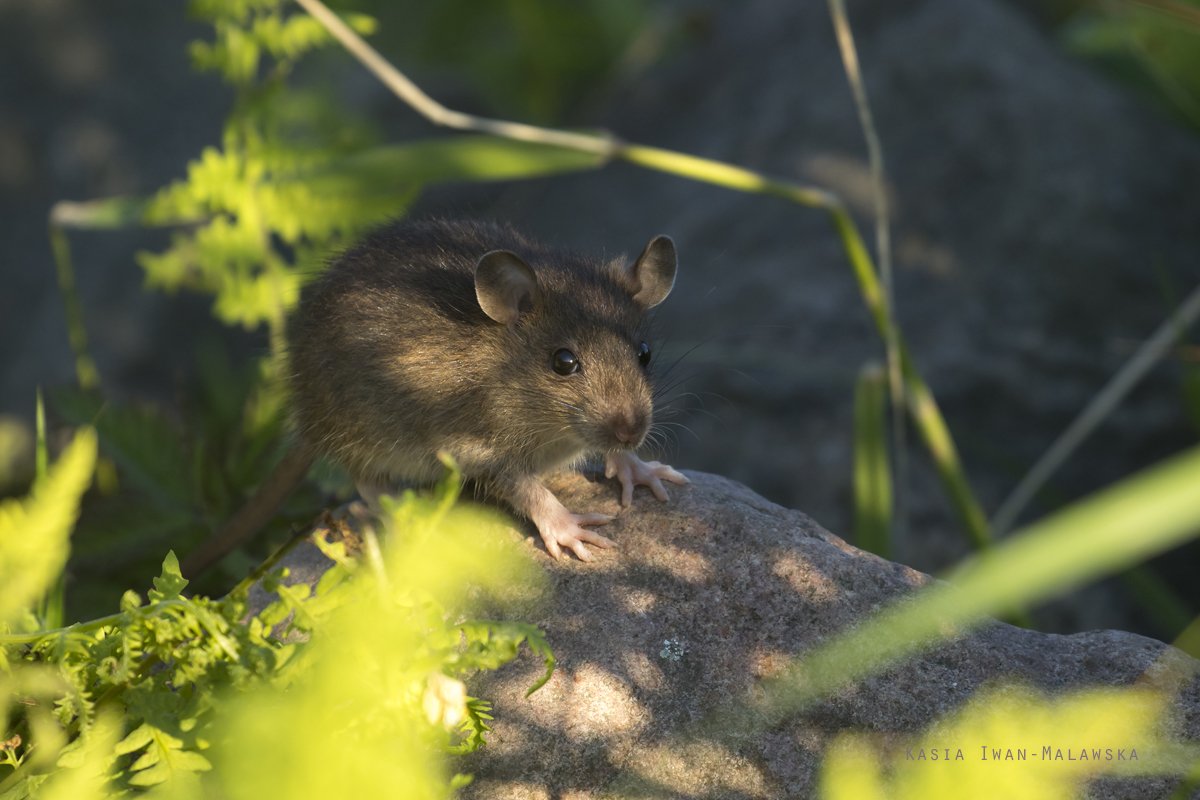 Rottus, norvegicus, Brown, Common, Rat