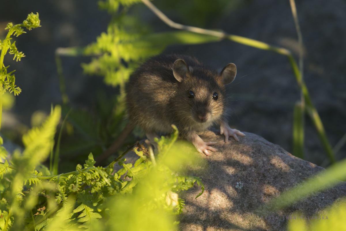 Rottus, norvegicus, Brown, Common, Rat