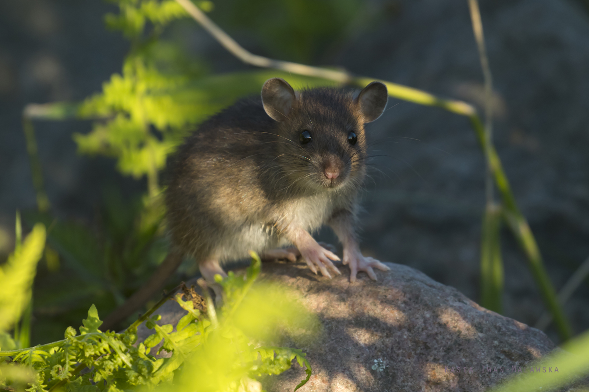 Rottus, norvegicus, Brown, Common, Rat