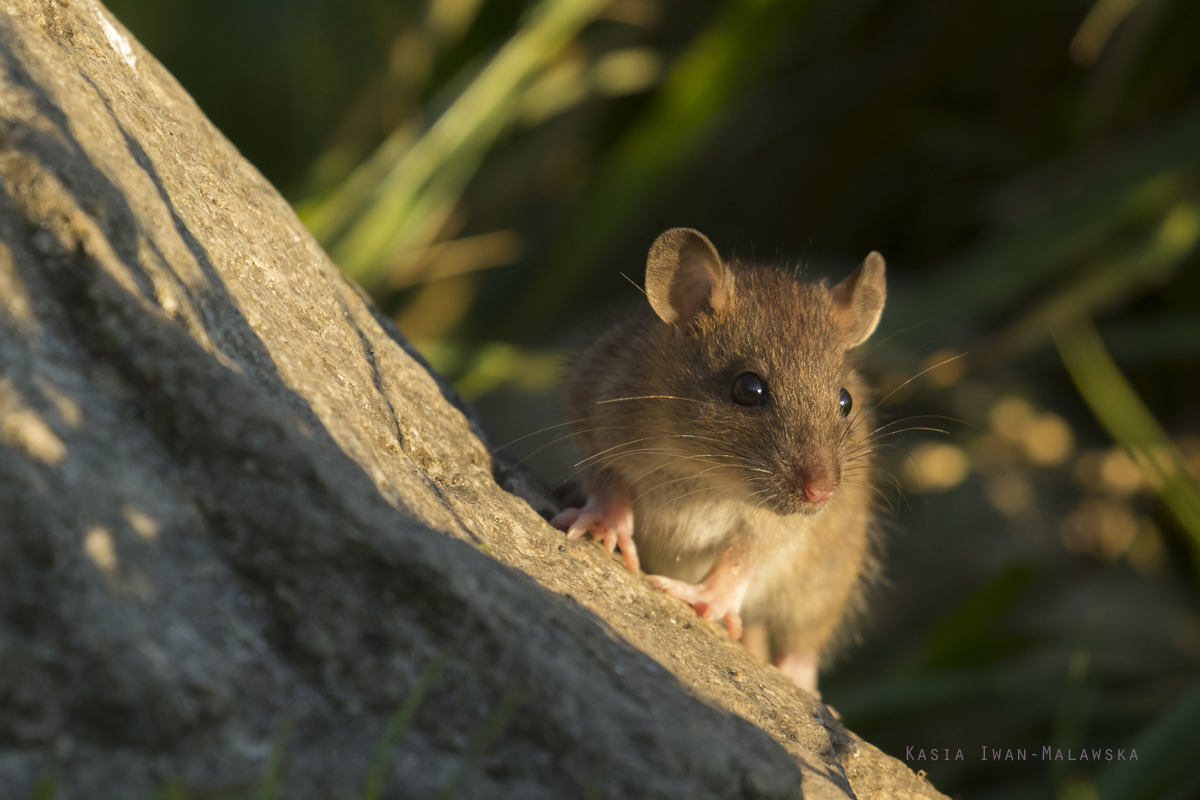 Rottus, norvegicus, Brown, Common, Rat