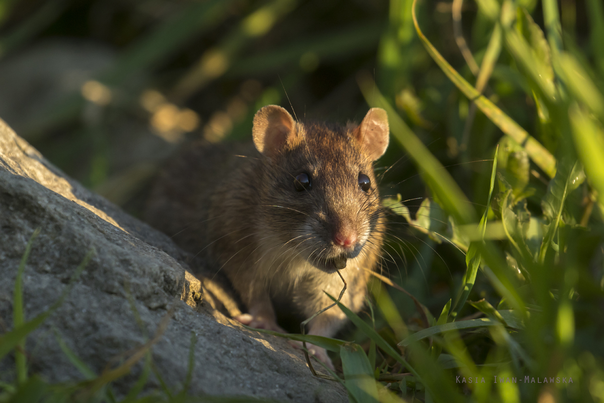 Rottus, norvegicus, Brown, Common, Rat