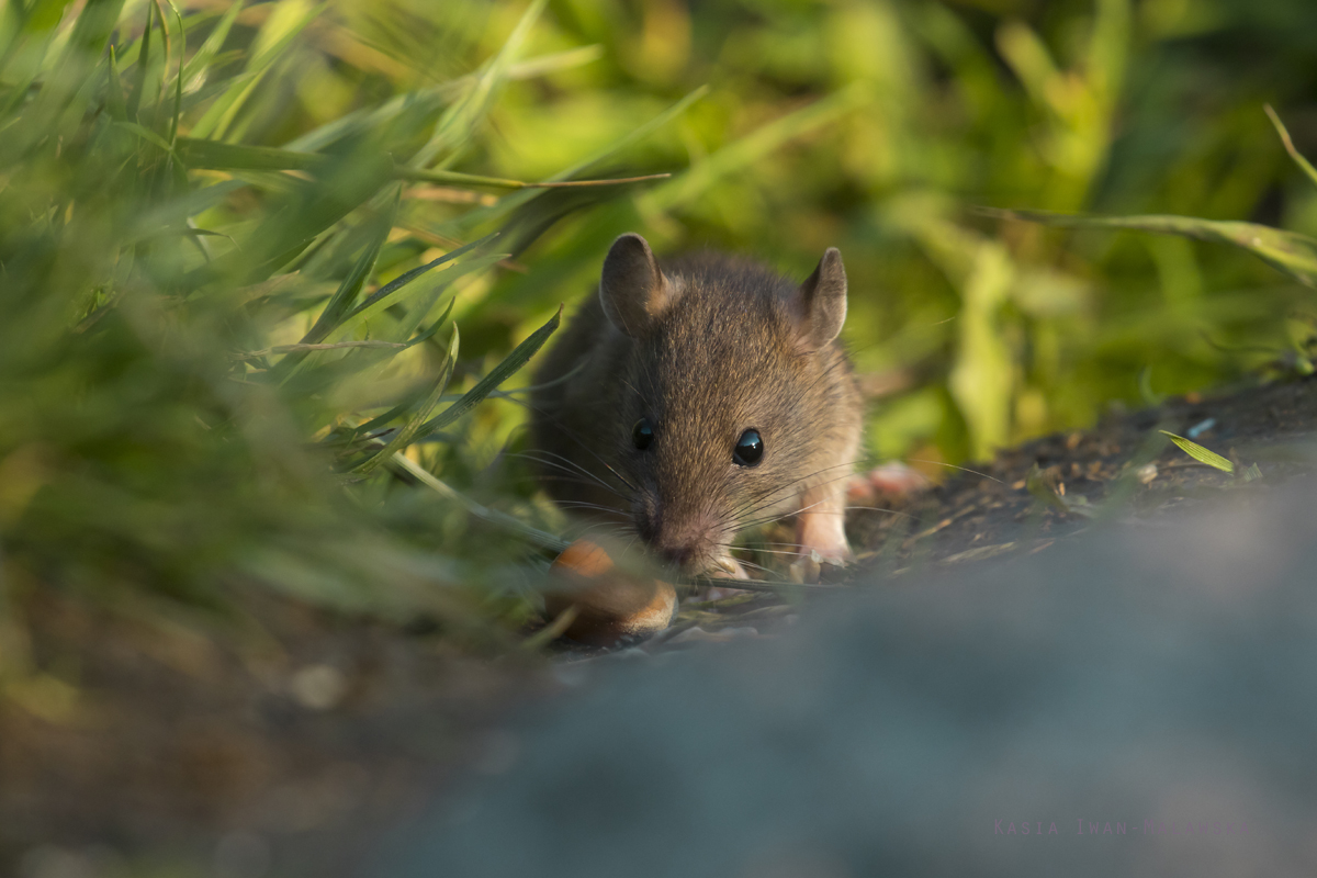 Rottus, norvegicus, Brown, Common, Rat