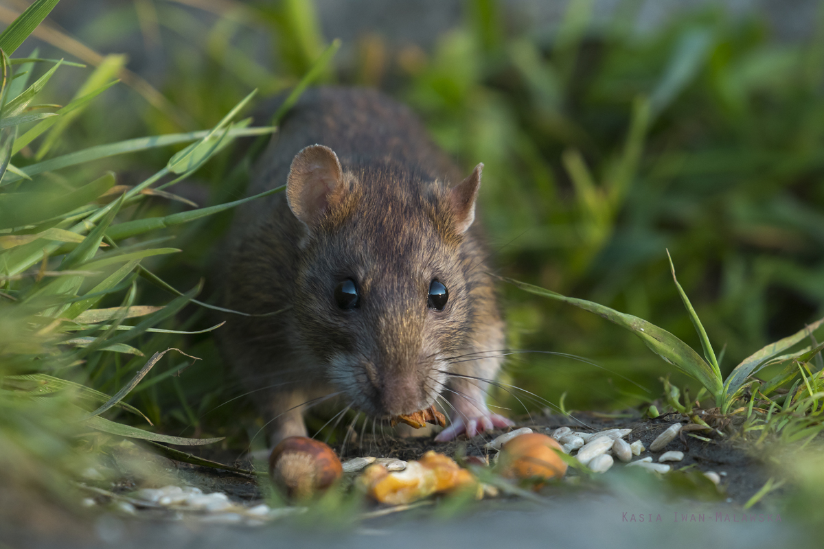 Rottus, norvegicus, Brown, Common, Rat