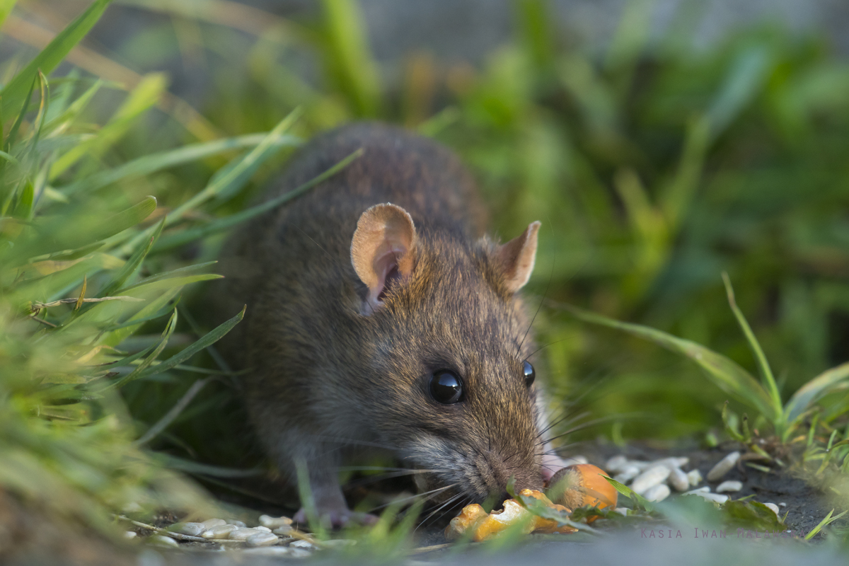 Rottus, norvegicus, Brown, Common, Rat