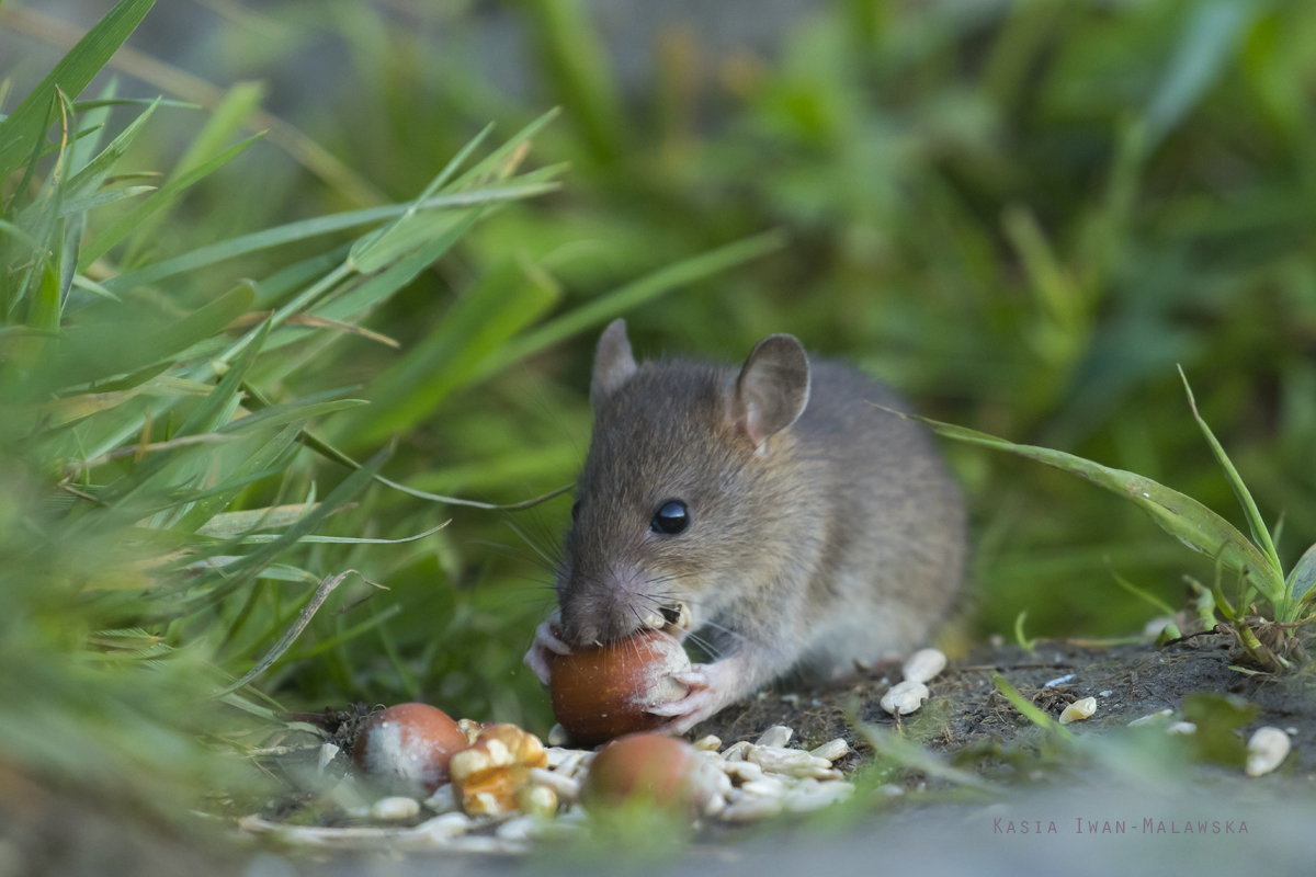 Rottus, norvegicus, Brown, Common, Rat