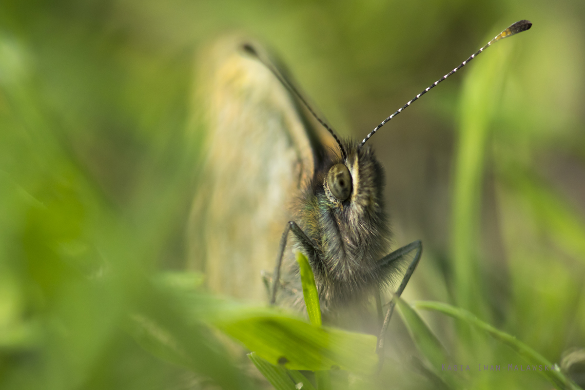 Osadnik, Lasiommata, megera, motyl, motyle, owady