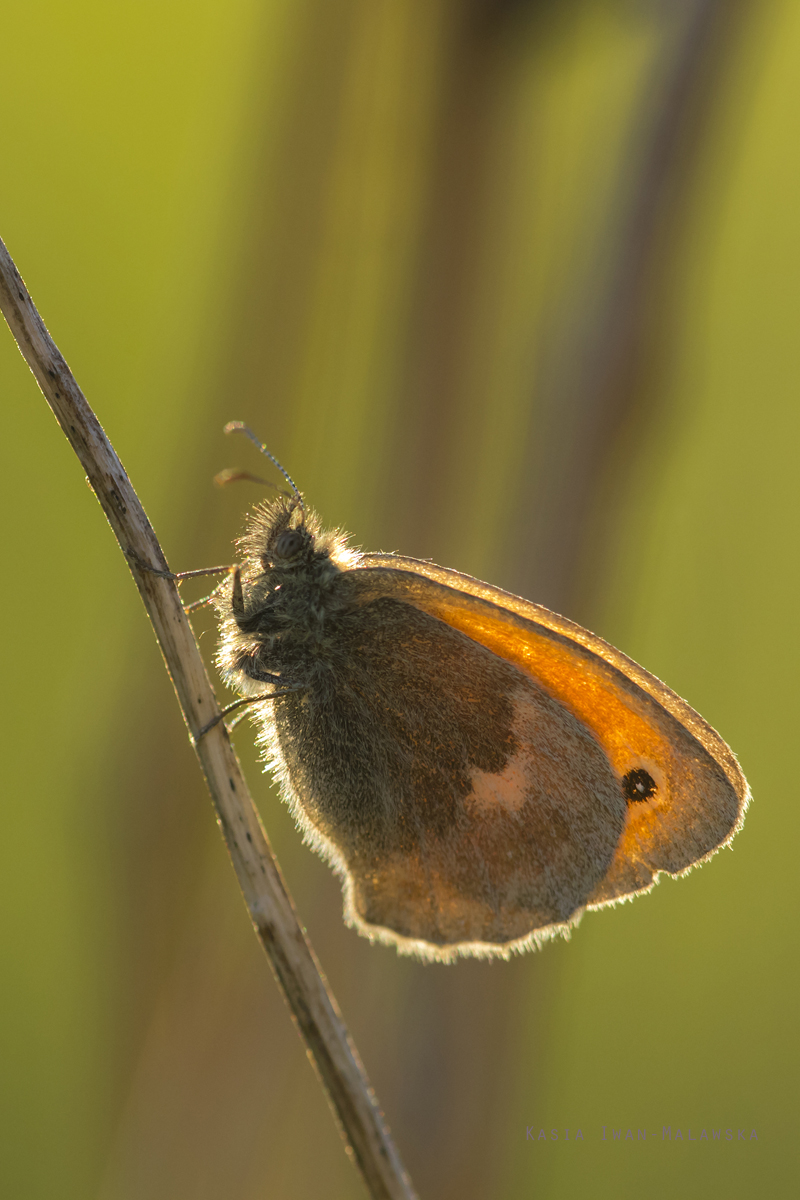 Strzepotek, ruczajnik, Coenonympha, pamphilus, motyl, motyle, owady