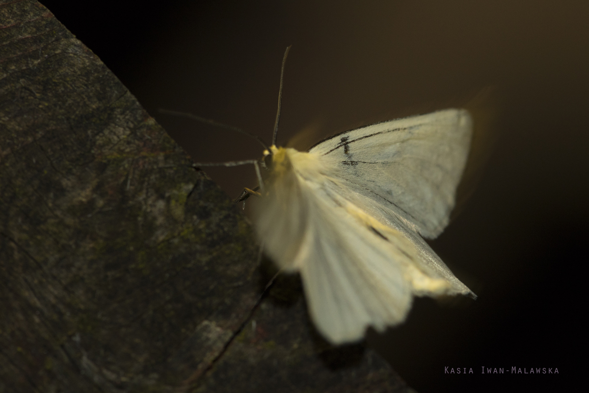 Siona, lineata, Black-veined, Moth, butterfly, moth, lepidoptera