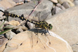 Onychogomphus, forcipatus, Small, Pincertail, dragonfly, Green-eyed, Hook-tailed, Dragonfly, odonata