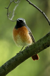 Common, Redstart, Phoenicurus, phoenicurus