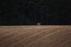 Roe, Deer, Capreolus, capreolus