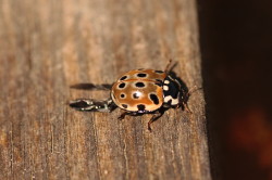 Anatis, ocellata, Eyed, Ladybug, beetle, coleoptera