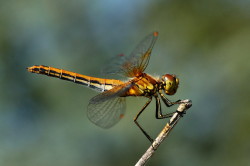 Sympetrum, flaveolum, Yellow-winged, Darter, dragonfly, odonata