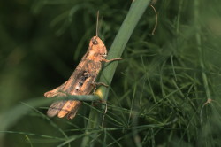 Chorthippus, biguttulus, Bow-winged, Grasshopper, orthoptera