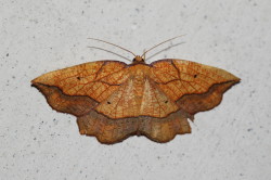 Epione, repandaria, Bordered, Beauty, butterfly, moth, lepidoptera