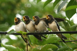 Jaskka, dymwka, Hirundo, rustica, ptaki