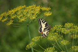 Papilio, machaon, Old, World, Common, Yellow, Swallowtail, lepidoptera