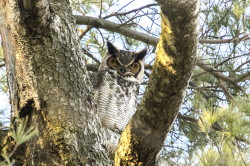 Bubo, virginianus, Great, Horned, Tiger, Owl, Canada