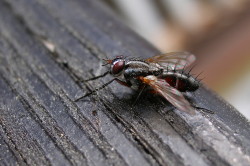 Eriothrix, rufomaculata, muchwki, owady