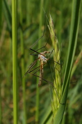 Tipula, oleracea, Marsh, Crane, Fly, diptera