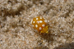 Halyzia, sedecimguttata, Orange, Ladybird, coleoptera