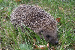 European, Hedgehog, Erinaceus, europaeus