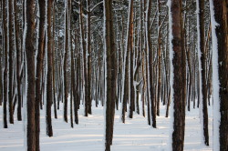 Winter, pine, forests, in, the, Tuchola, Forest